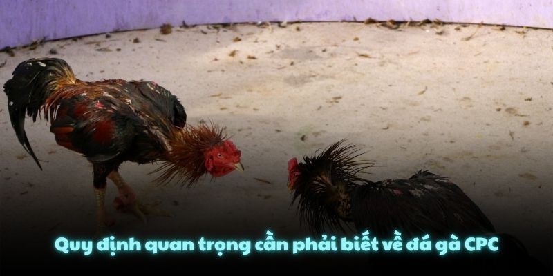 Quy định quan trọng cần phải biết về đá gà CPC