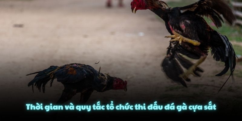 Thời gian và quy tắc tổ chức thi đấu đá gà cựa sắt