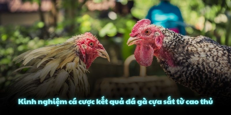 Kinh nghiệm cá cược kết quả đá gà cựa sắt từ cao thủ