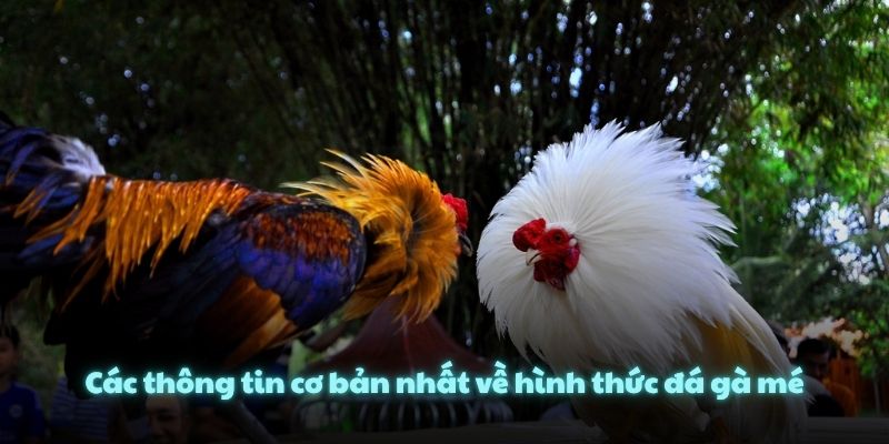 Các thông tin cơ bản nhất về hình thức đá gà mé