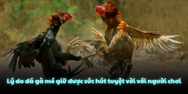Lý do đá gà mé giữ được sức hút tuyệt vời với người chơi