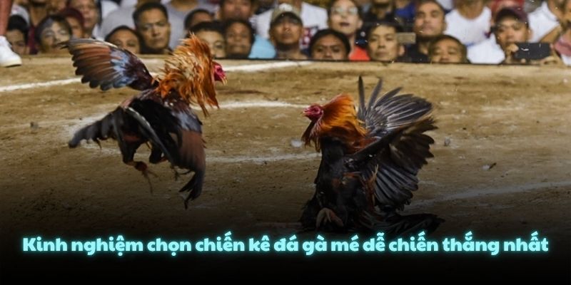 Kinh nghiệm chọn chiến kê đá gà mé dễ chiến thắng nhất