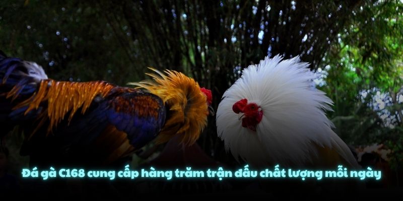 Đá gà C168 cung cấp hàng trăm trận đấu chất lượng mỗi ngày
